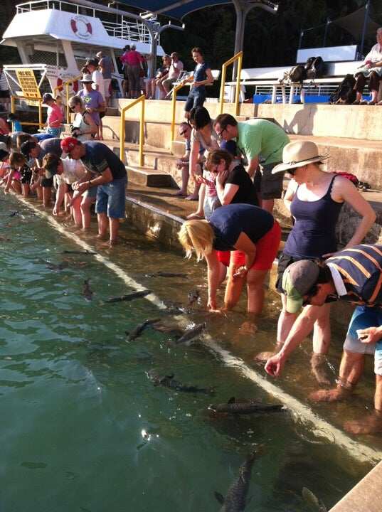 Aquascene Fish Feeding