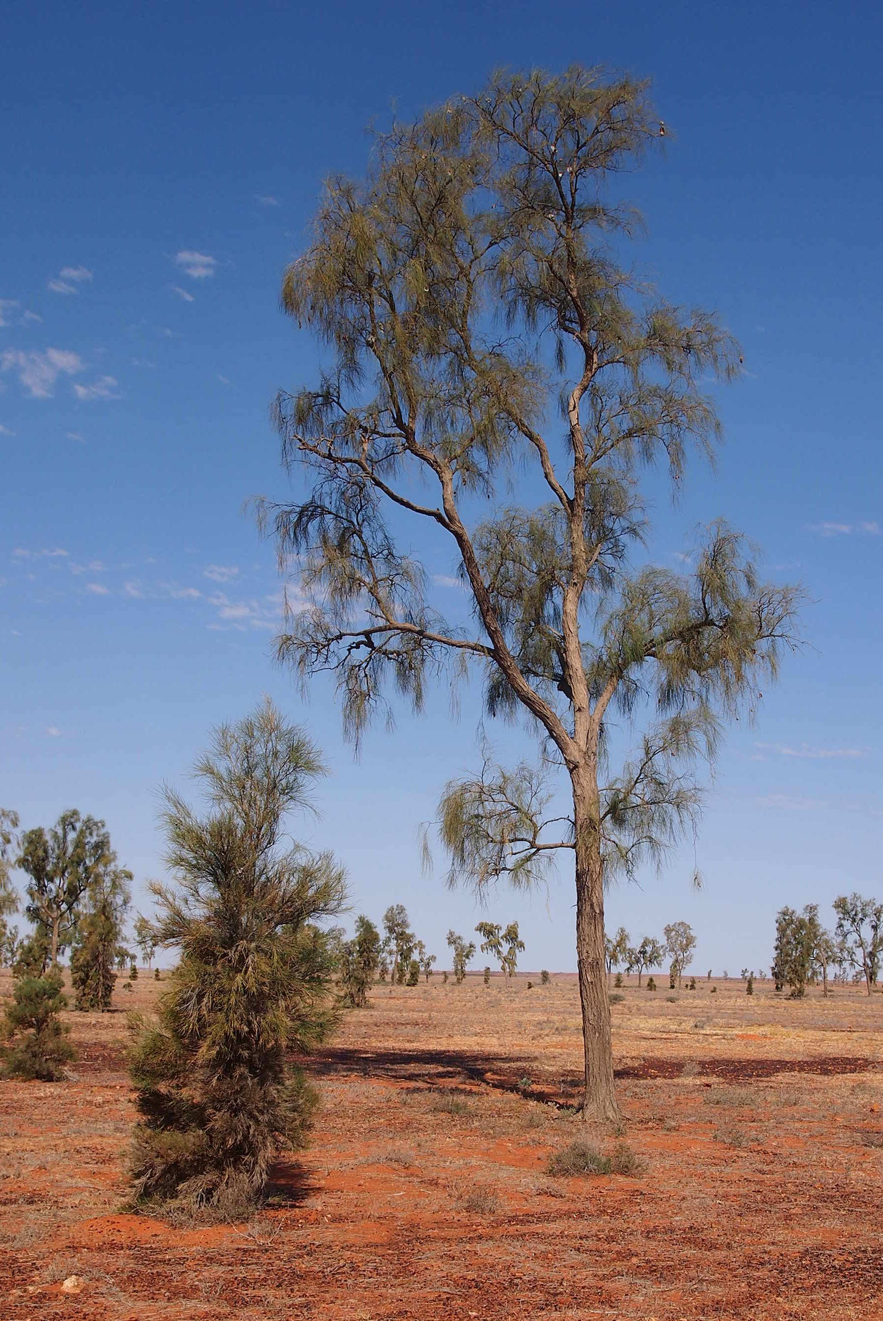 Mac Clark Conservation Reserve
