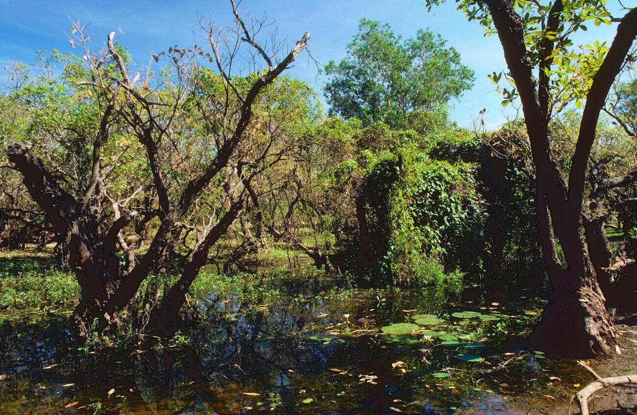 Yellow Water