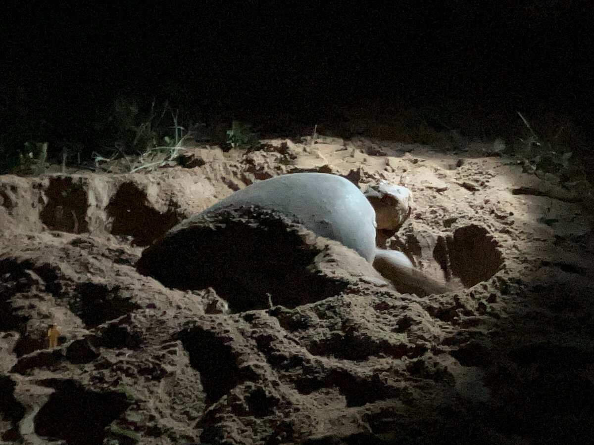 Mon Repos Turtle Rookery