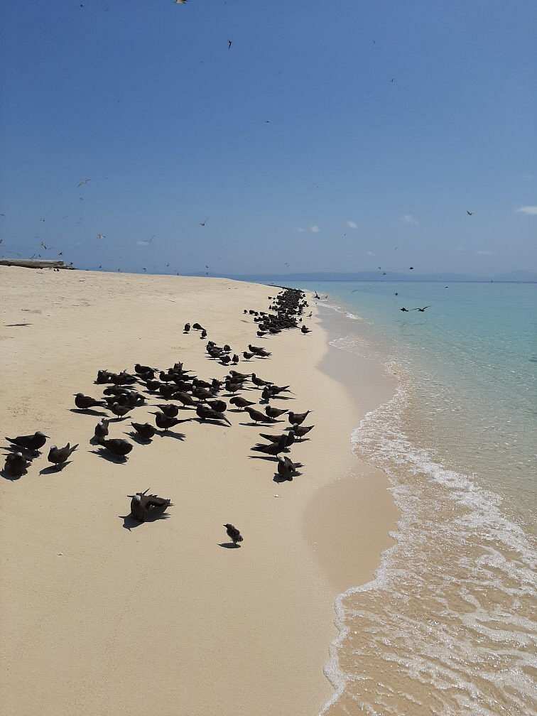 Michaelmas Cay