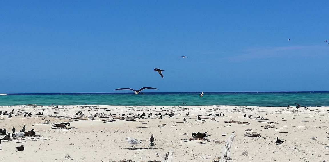 Michaelmas Cay
