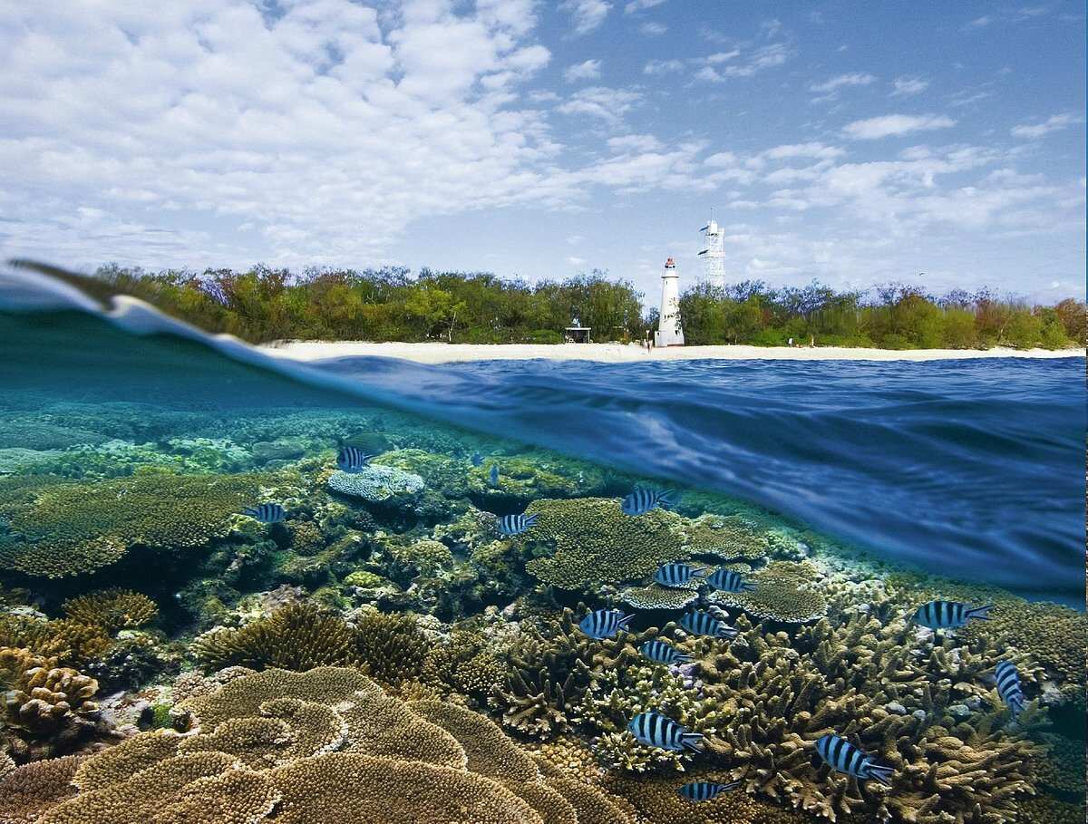 Lady Elliot Island