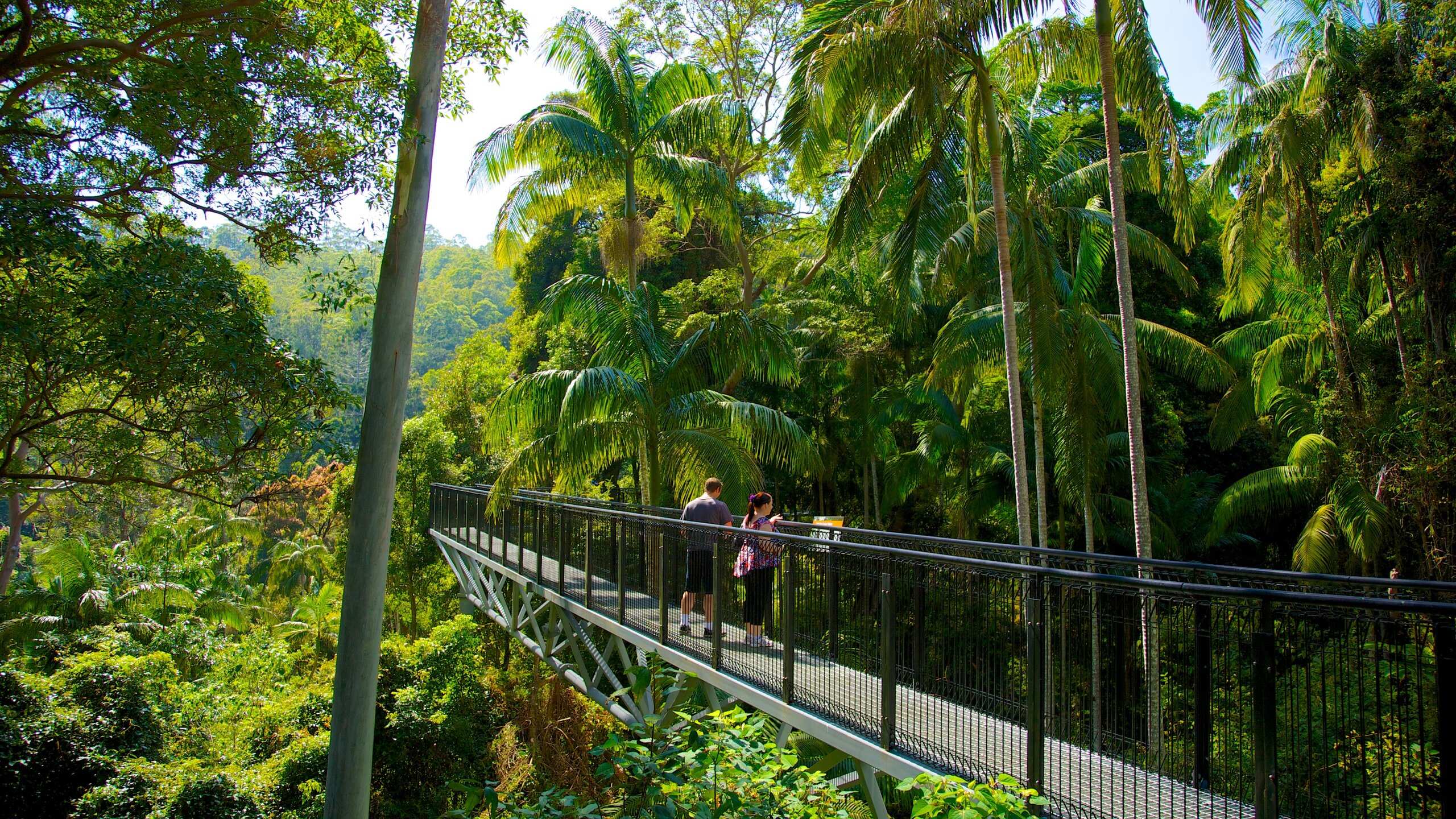 Tamborine Mountain