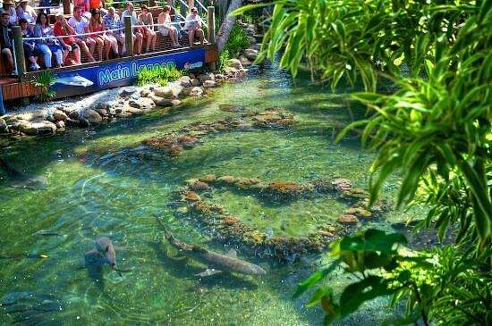 Daydream Island Living Reef