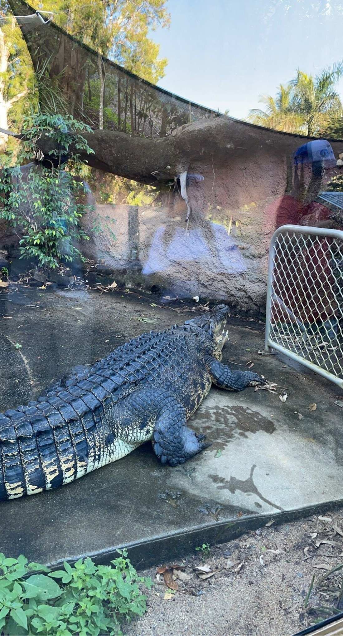 Hamilton Island Wildlife