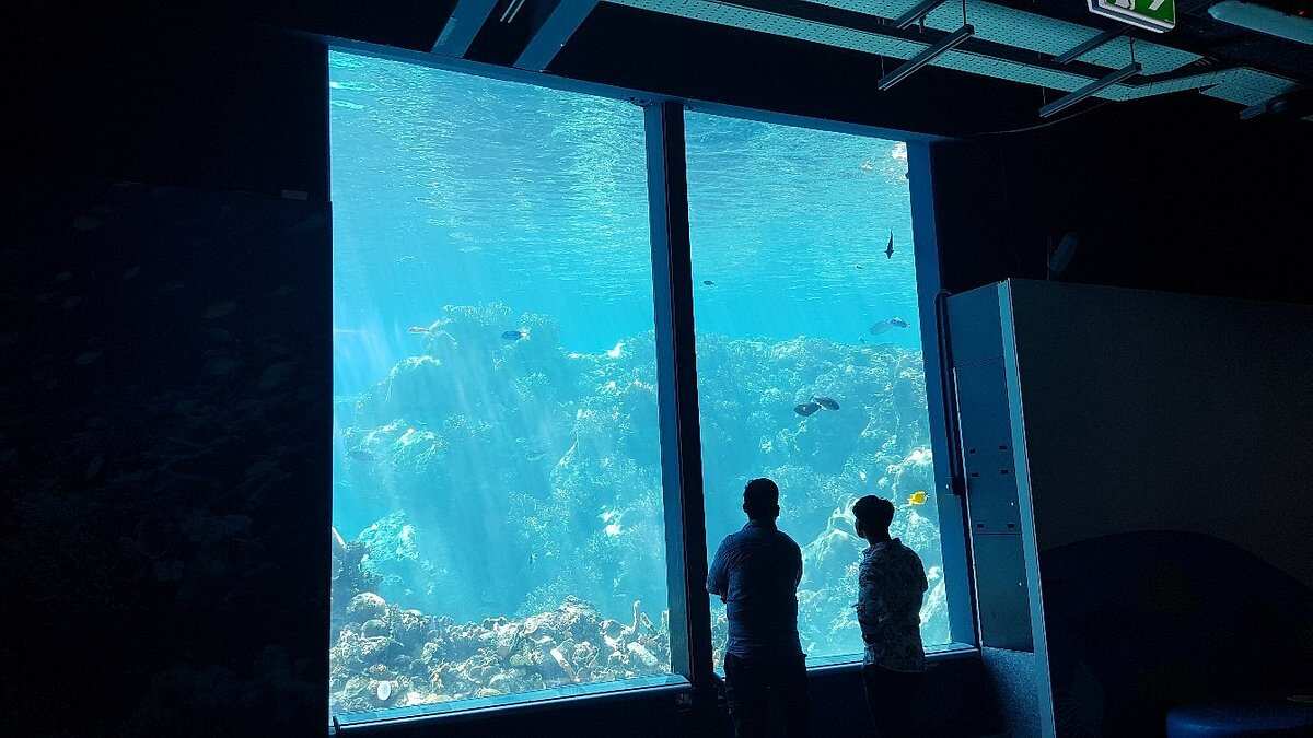 Reef Hq Aquarium