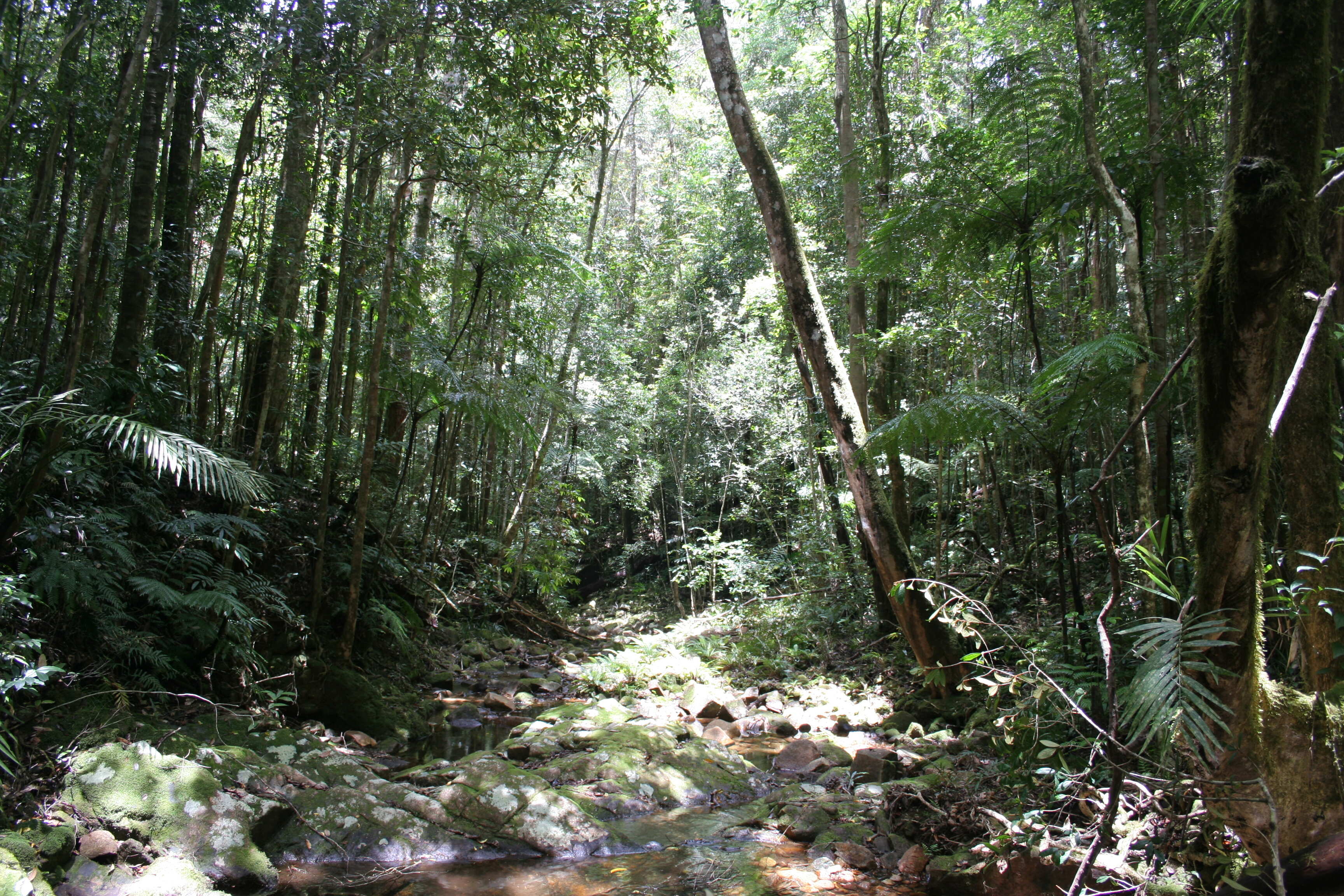 Paluma Rainforest