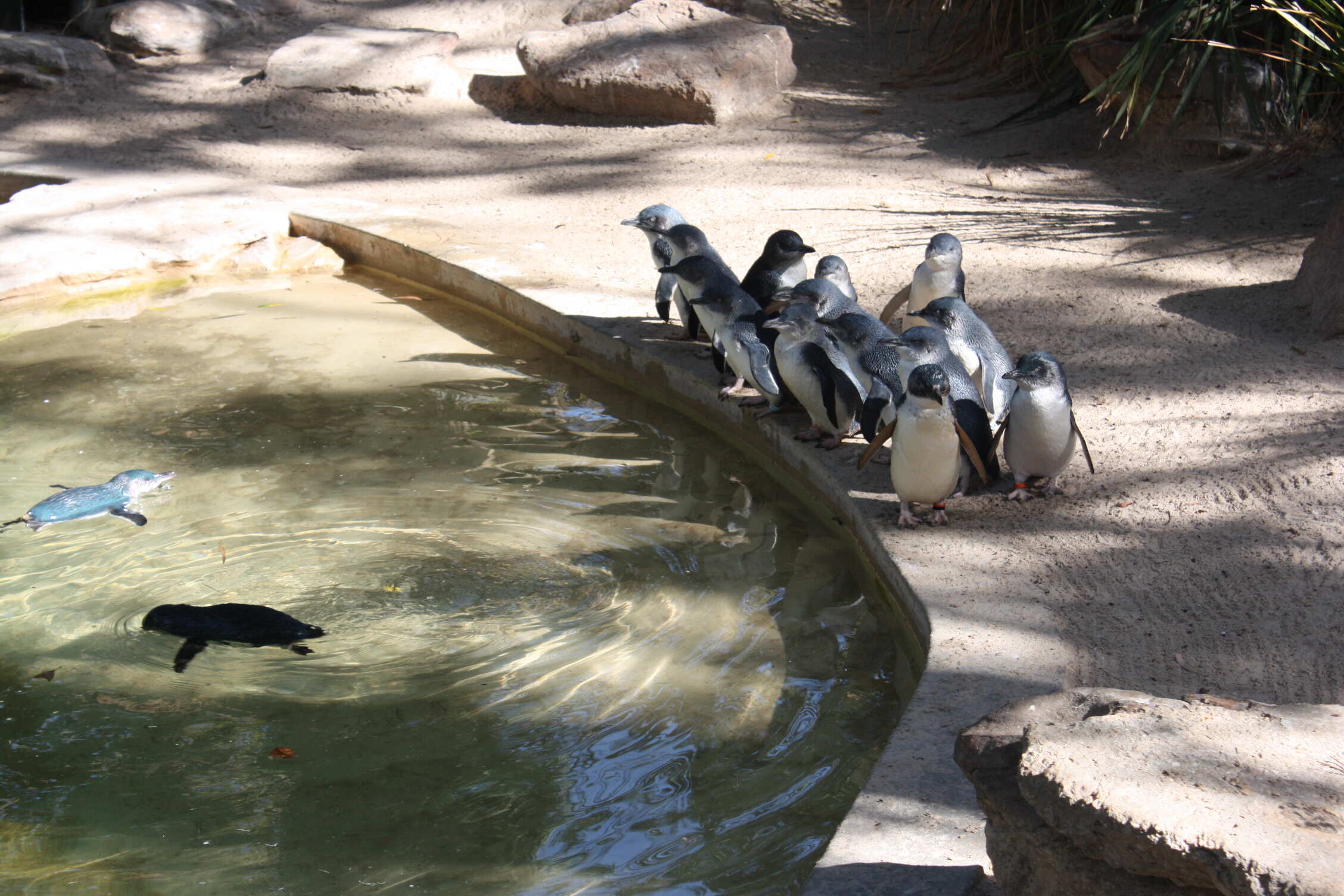 Adelaide Zoo