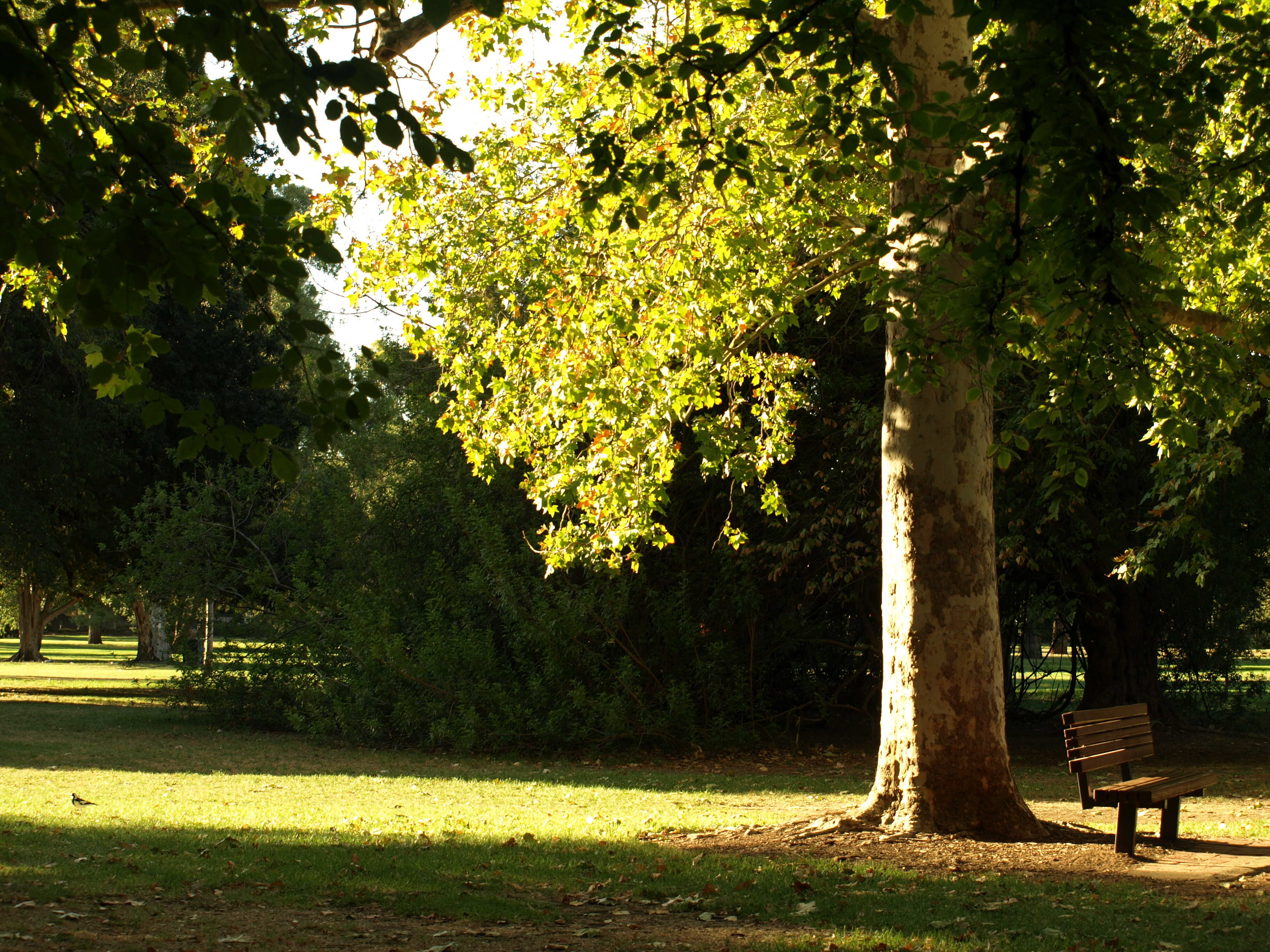 Botanic Park