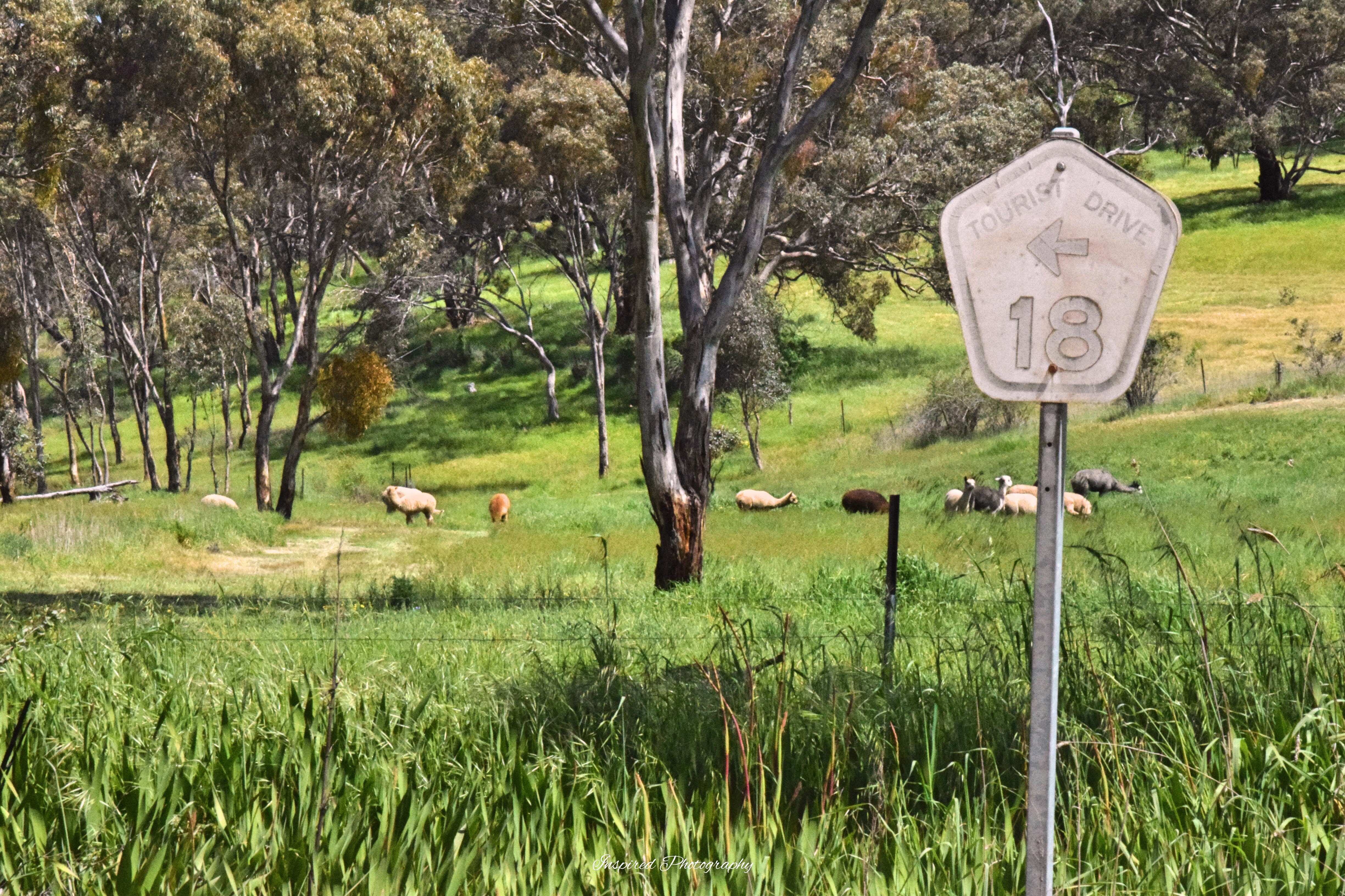 Spring Gully Scenic Drive 18