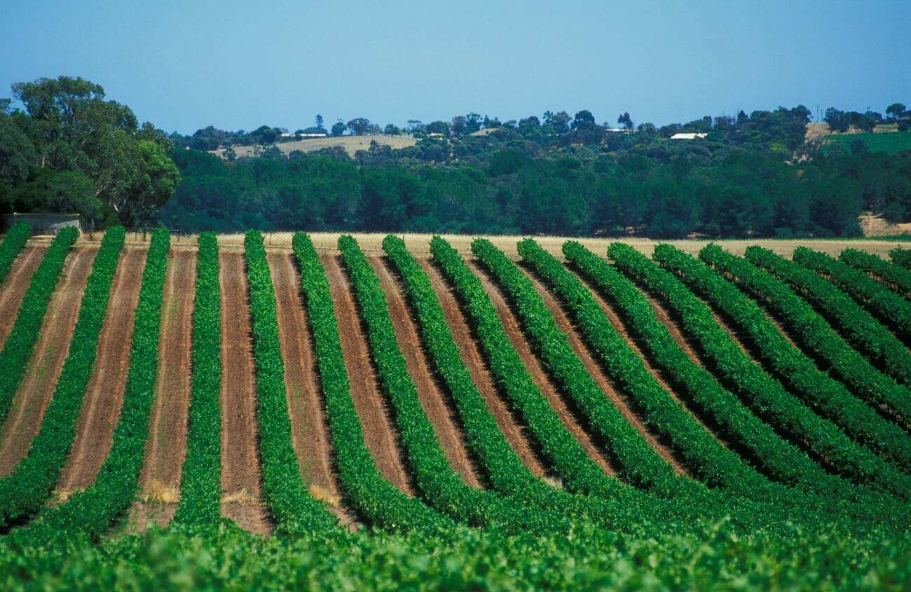D'Arenberg