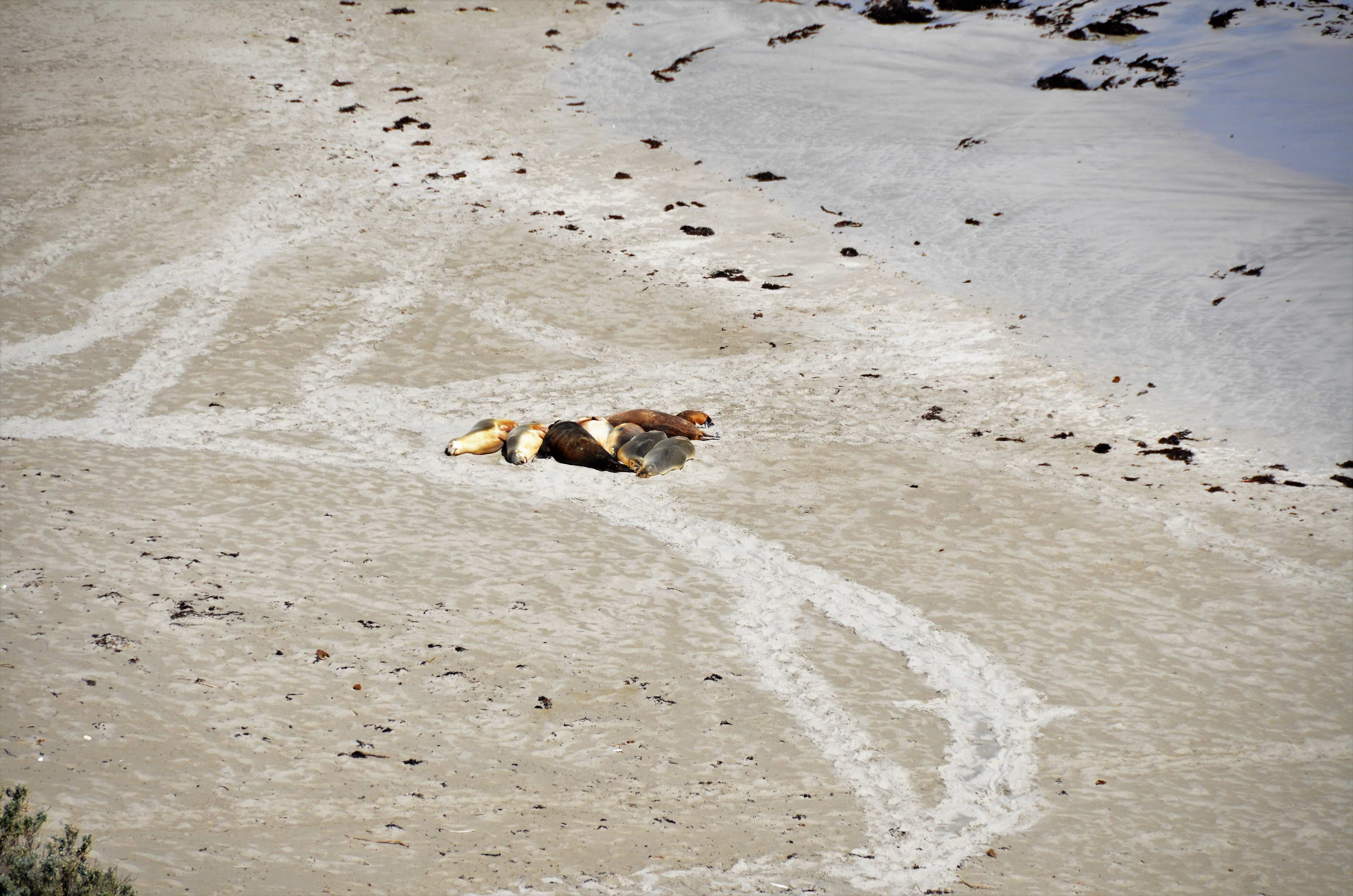 Seal Bay Conservation Park