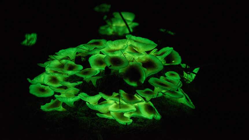 Ghost Mushroom Lane