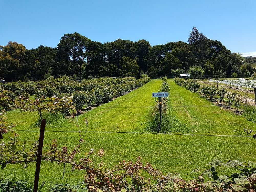 Bruny Island Berry Farm