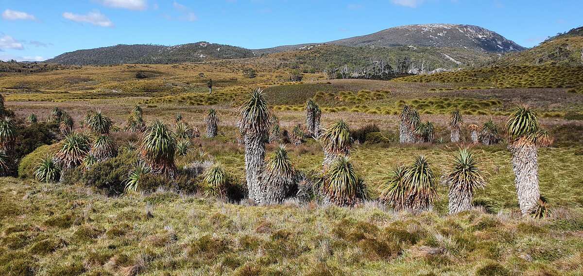 Overland Track