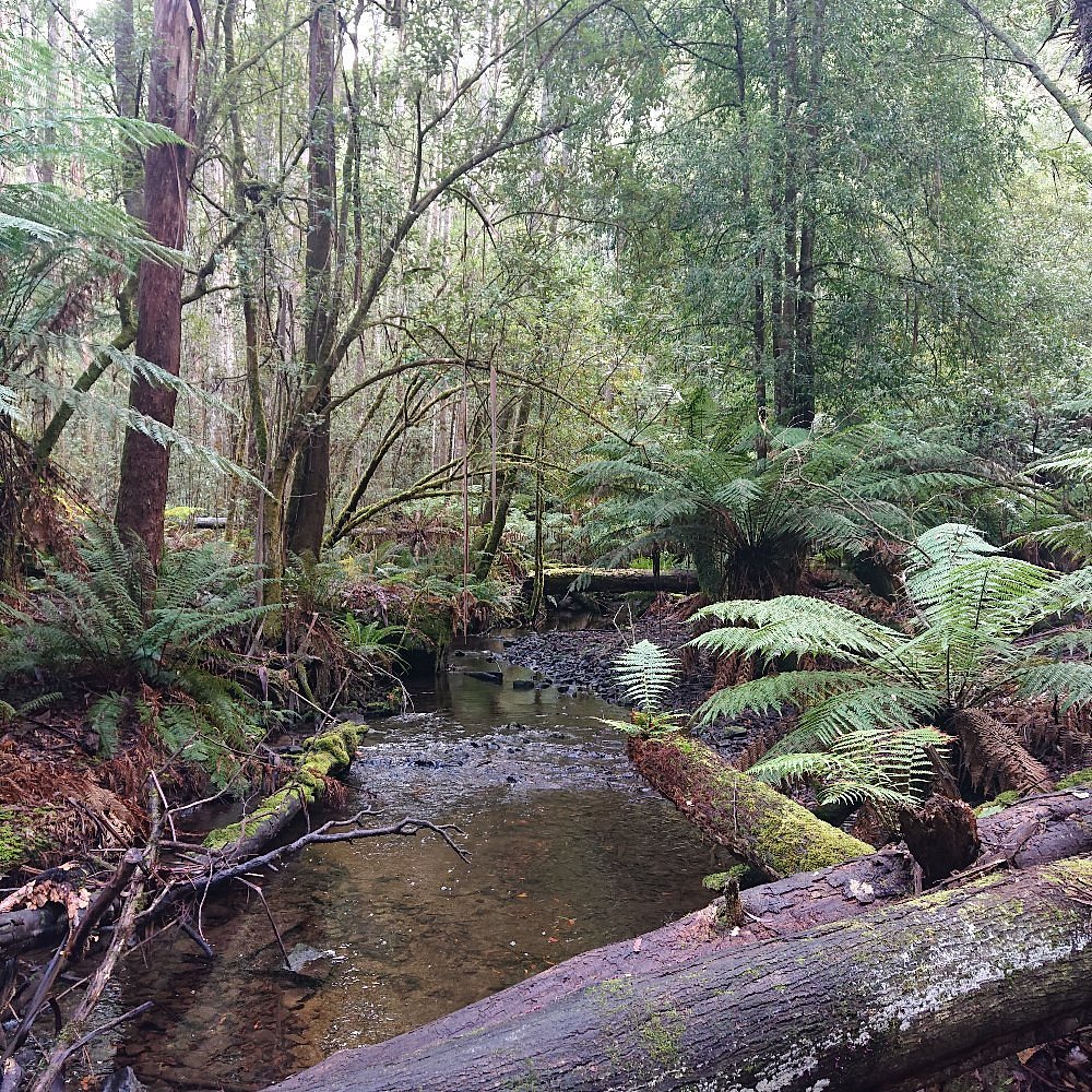 Myrtle Forest