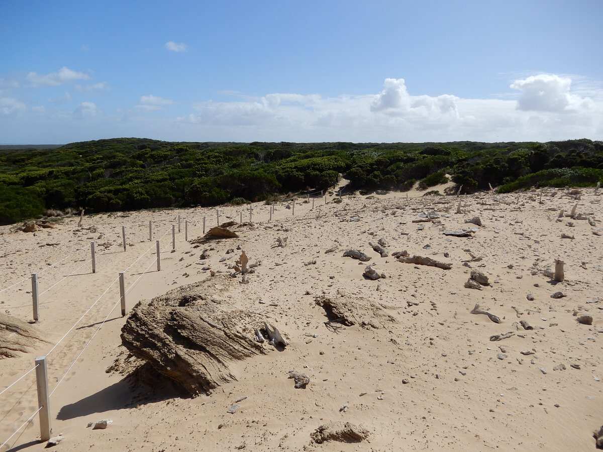 Calcified Forest