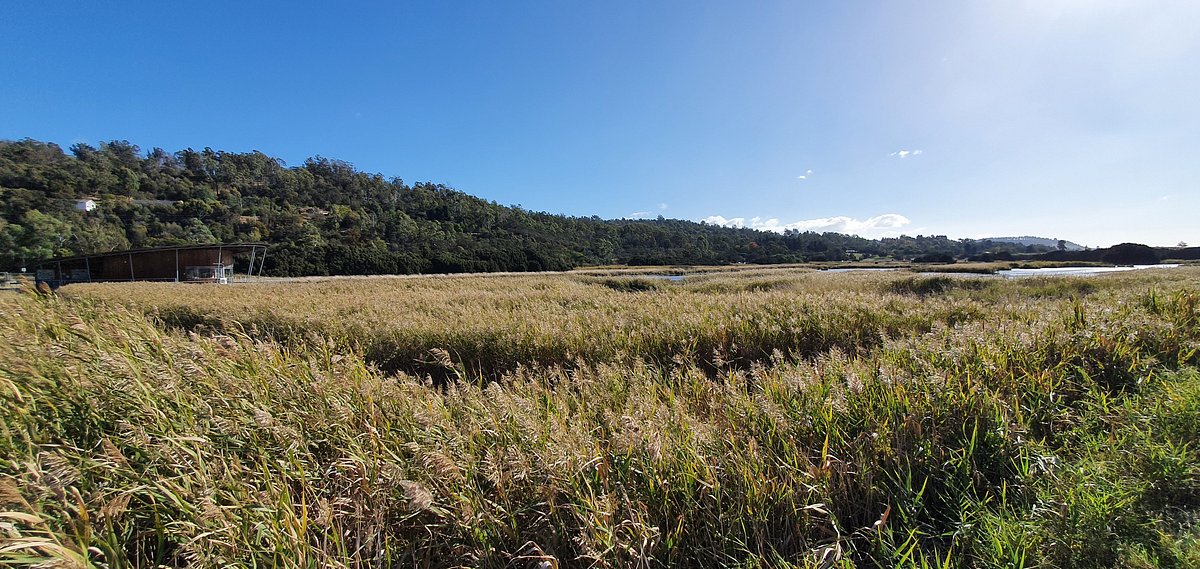 Tamar Island Wetlands
