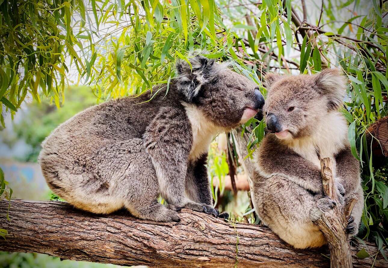 Jirrahlinga Koala and Wildlife Sanctuary