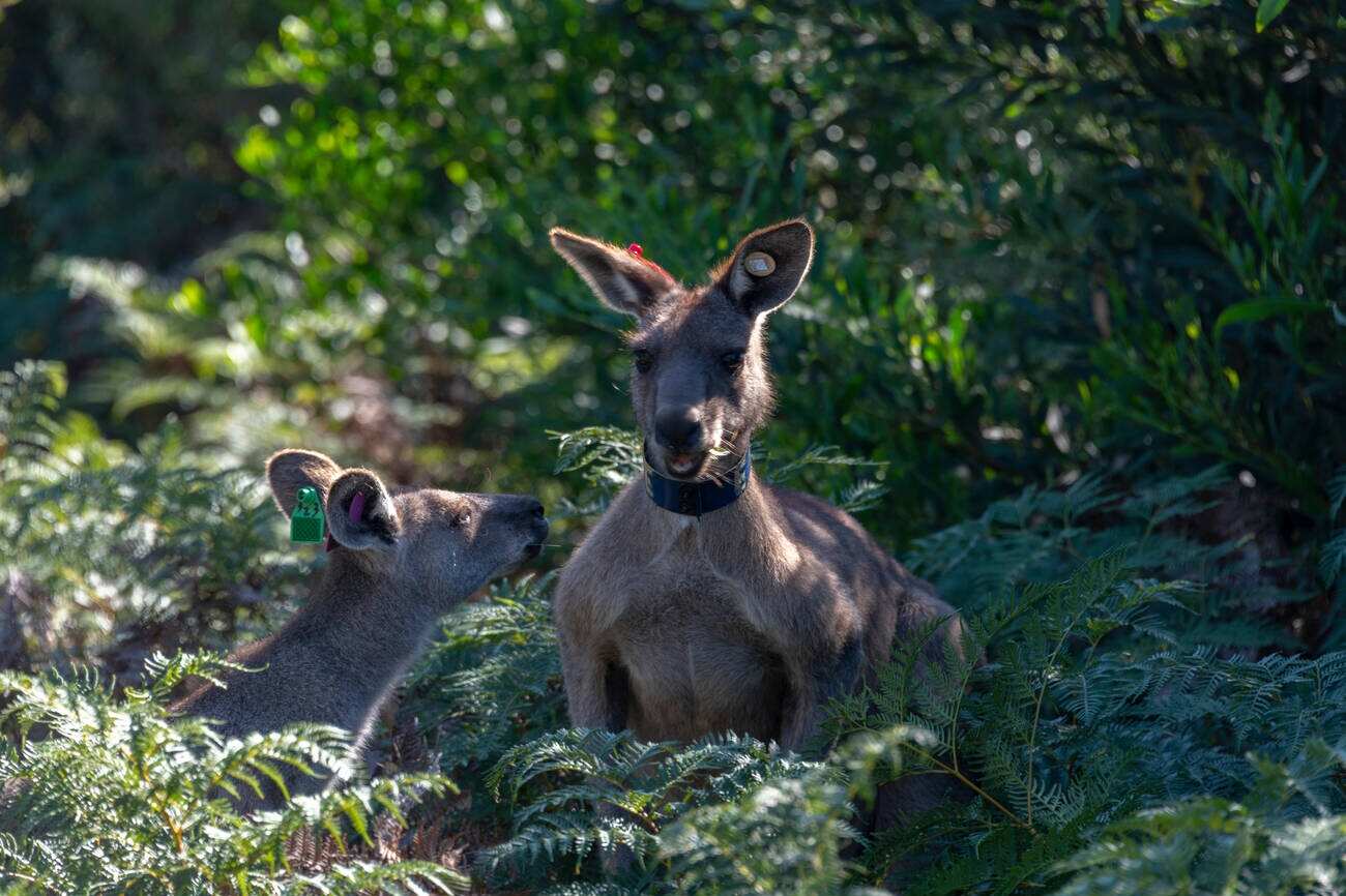 Wilsons Promontory National Park