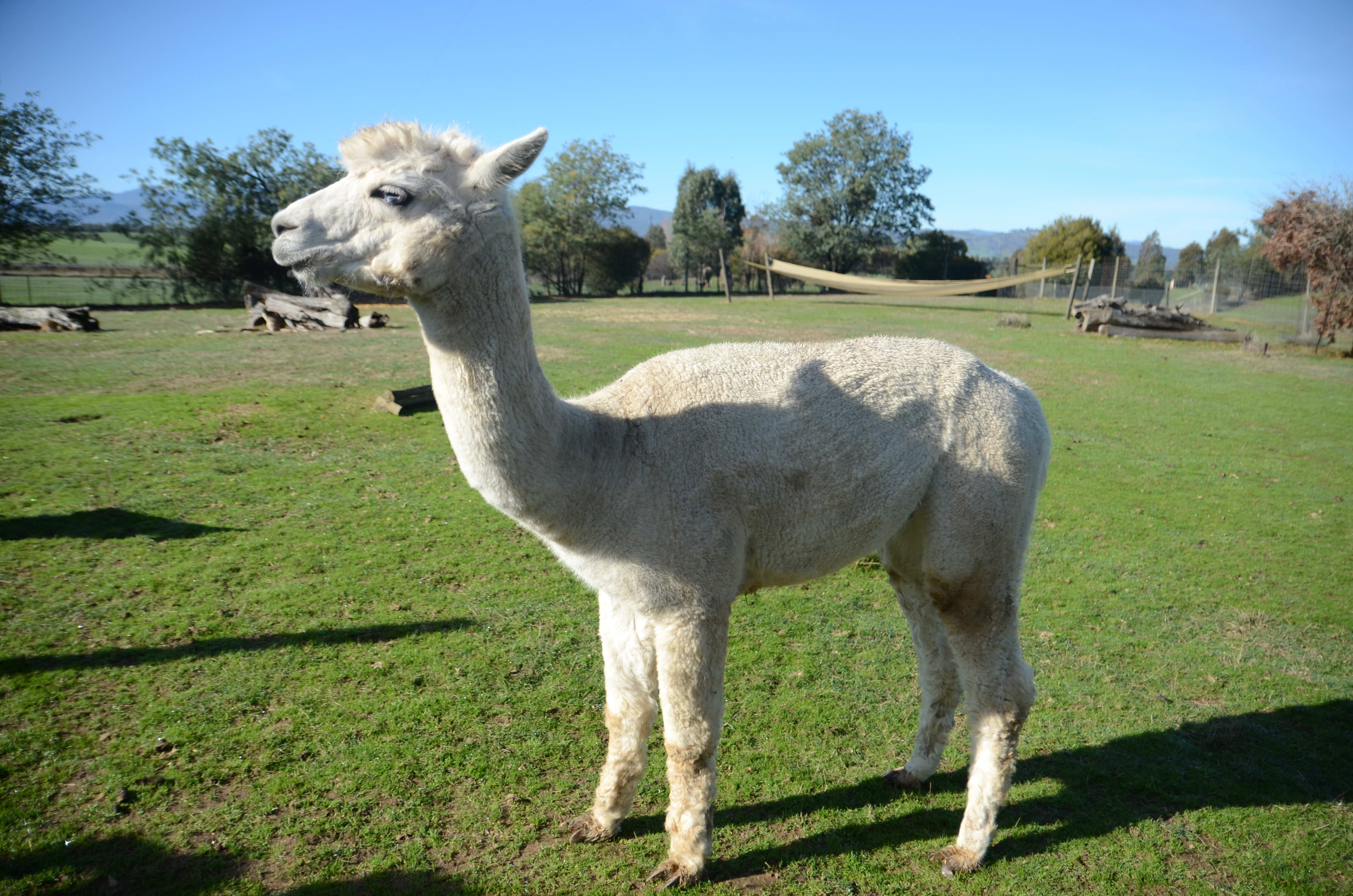 Mansfield Zoo