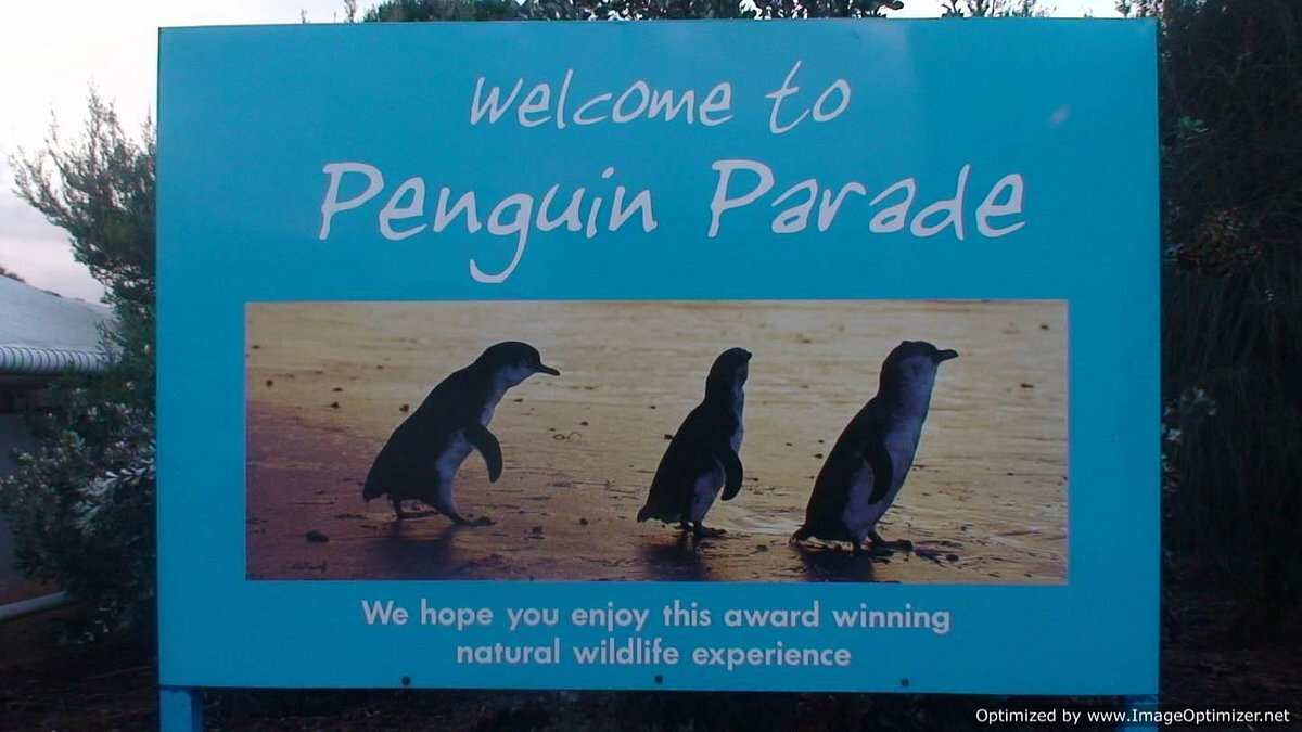 Phillip Island Nature Parks - Penguin Parade