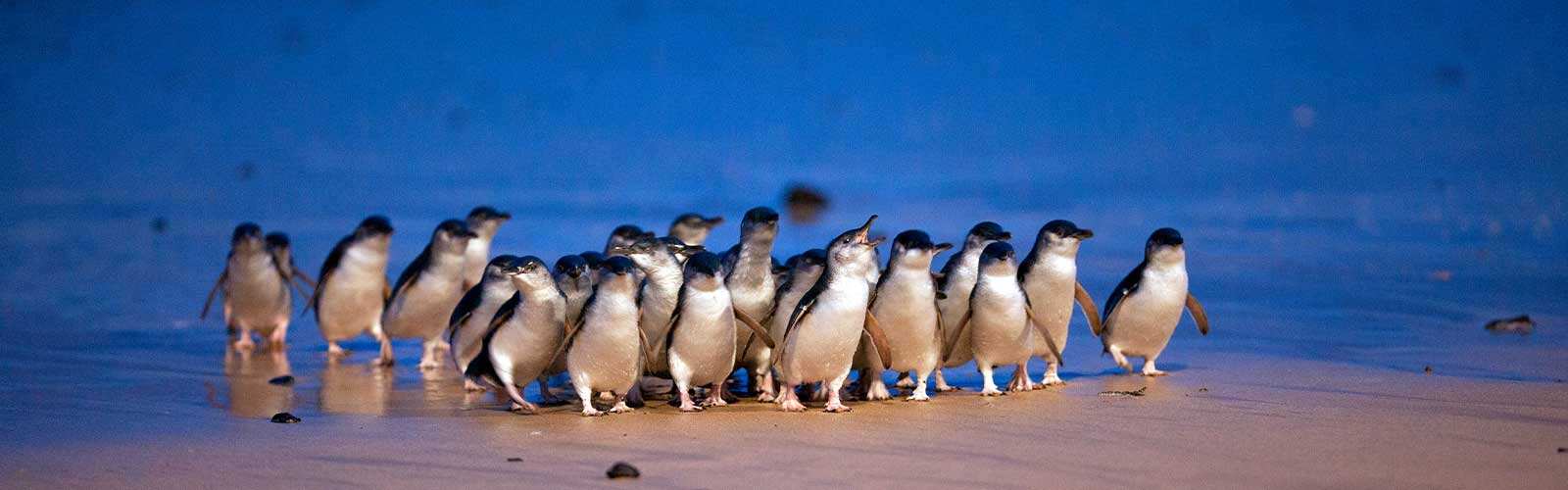 Phillip Island Nature Parks - Koala Reserve