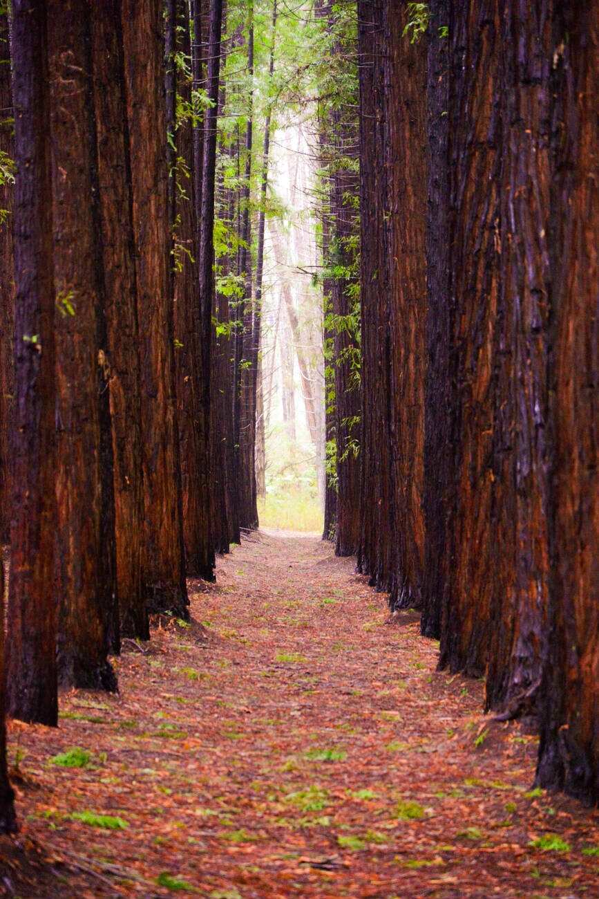Redwood Forest