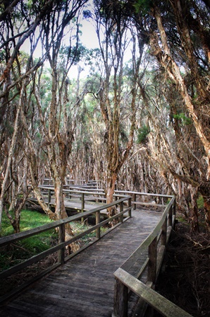 Big Swamp Parkland