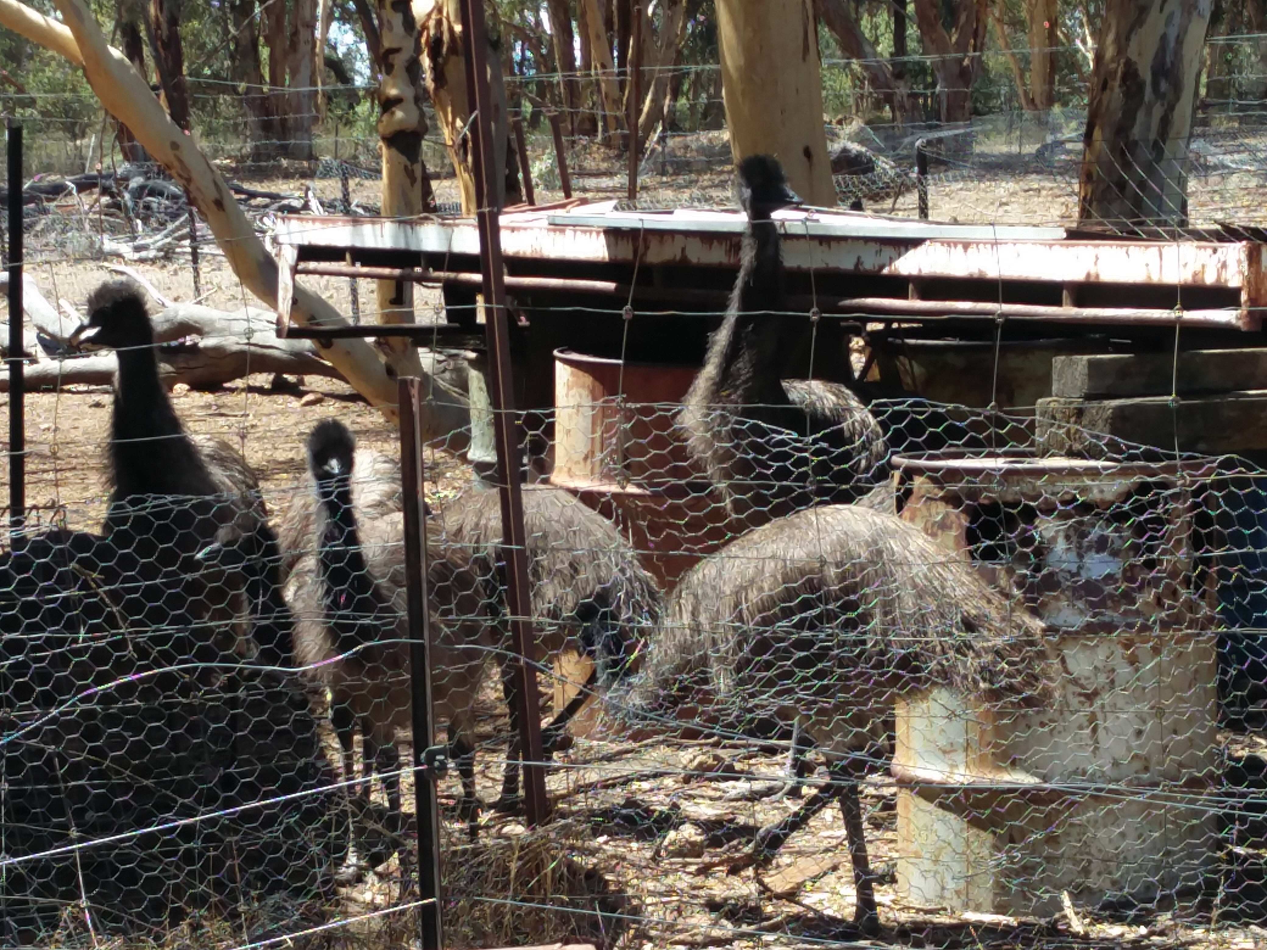 Toodyay Emu Farm