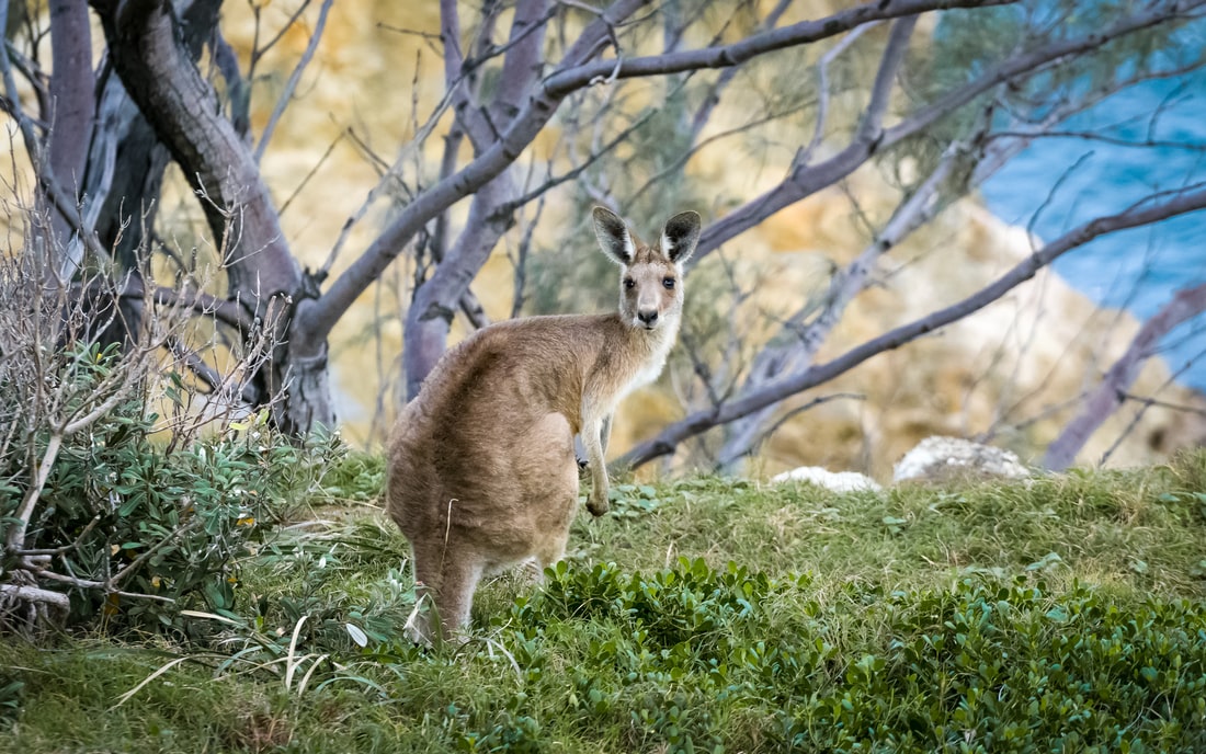 kangaroo in Australia