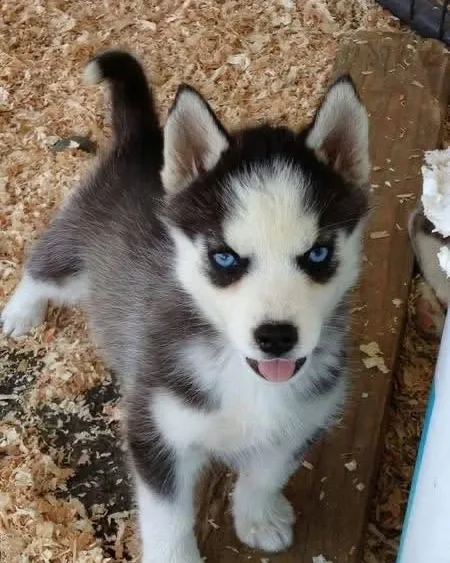 Cachorros de husky siberiano en adopción