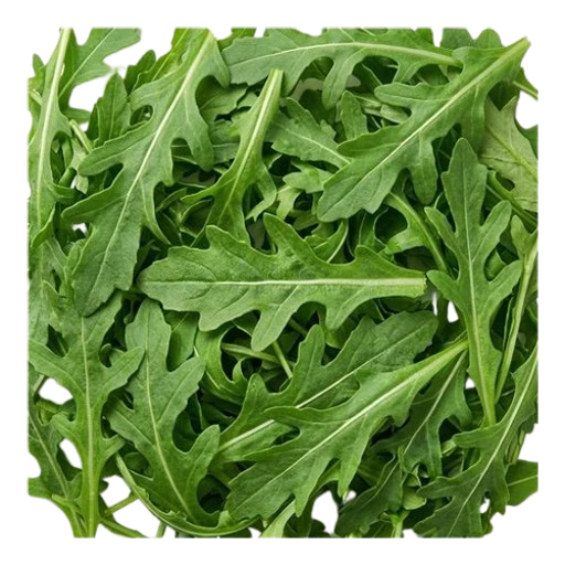 루콜라