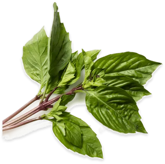 바질