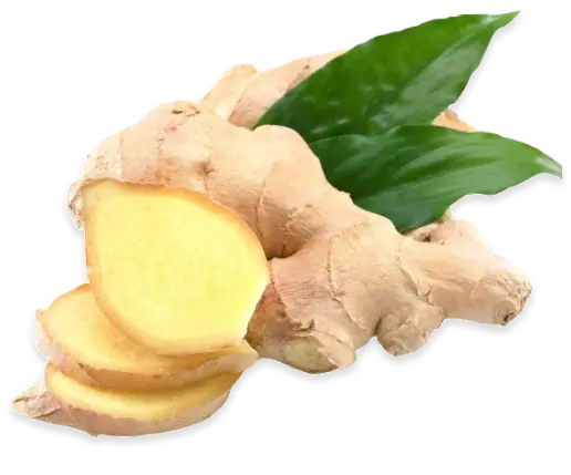 생강