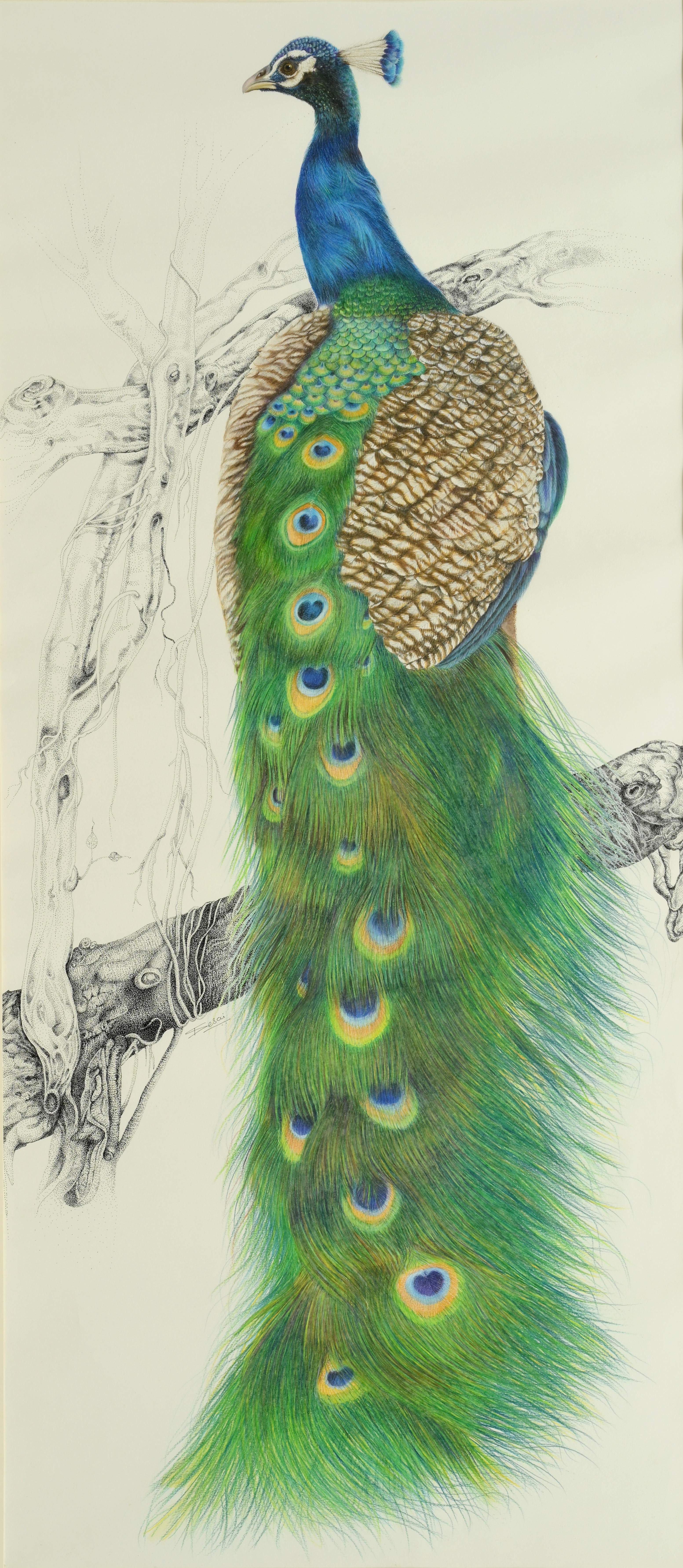 Indian Peafowl