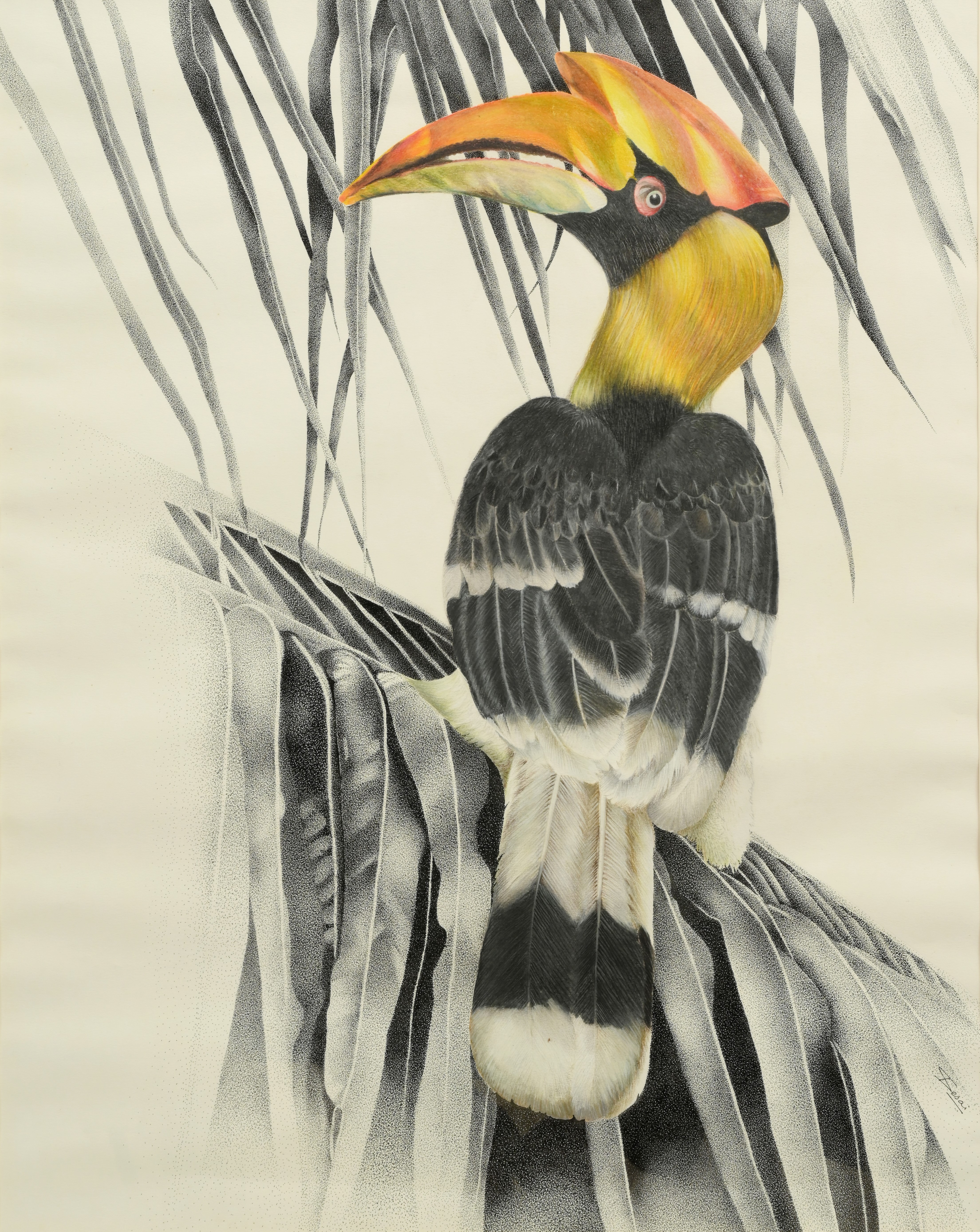 The Great Hornbill