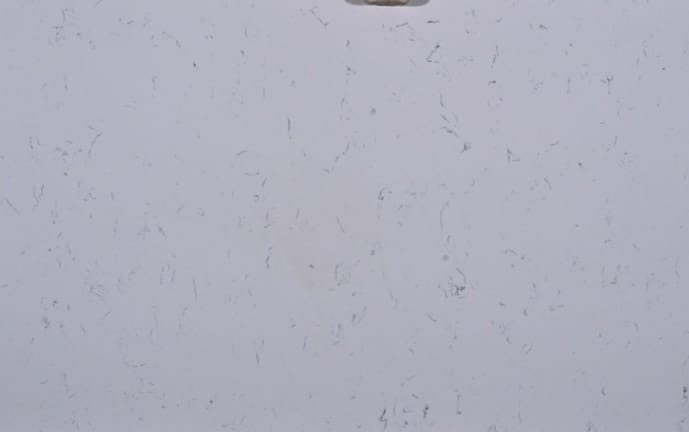 Carrara Imperial (High Grade Quartz) Polished