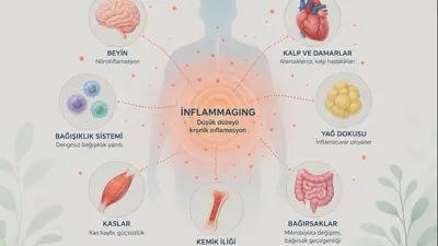 Yaşlanmanın Sessiz Hastalık Zemini, Inflammaging