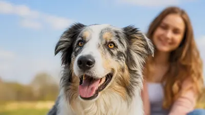 Köpek Beyni Kafatasına Sığmaz mı?