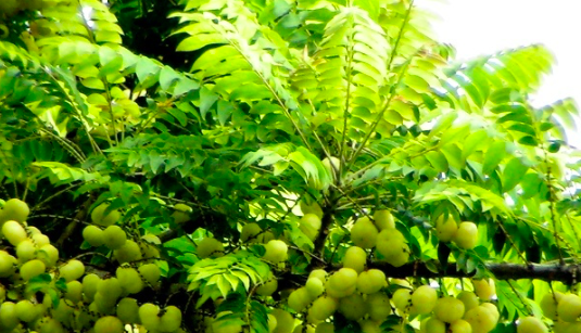 Global Online Consultation