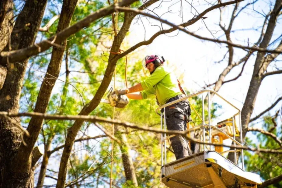 Tree Trimming Services