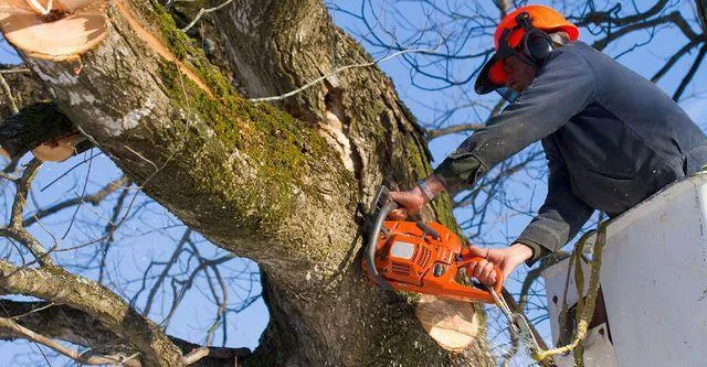 Expert Tree Care and Maintenance Services 3