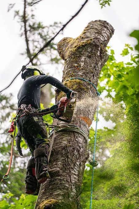 Essential Pruning Techniques for Healthy Trees and Shrubs