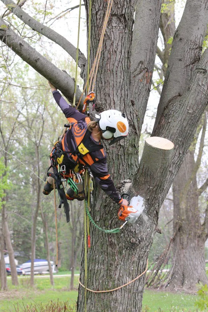 Tree Care: Protecting Your Trees from Cold Weather