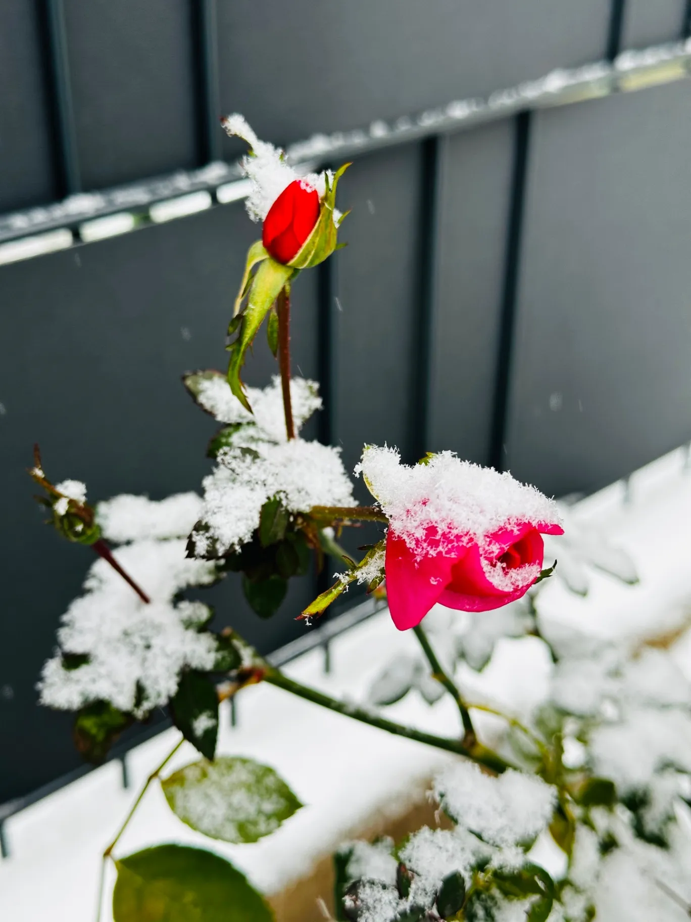 How to Prepare Your Landscape for Winter