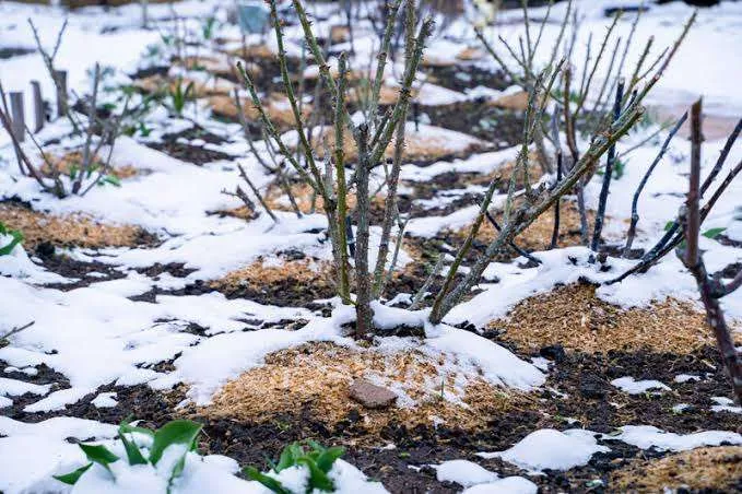 Mulching in Winter: Why It Matters