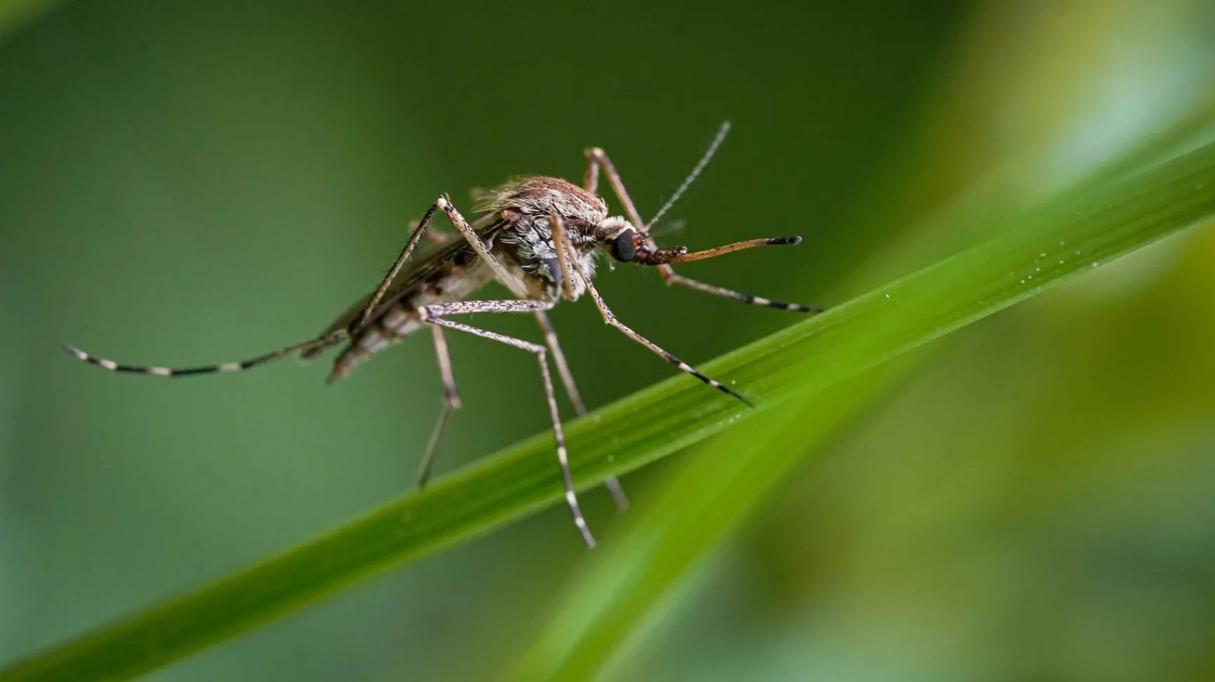 Top 5 Pests to Watch for This Spring