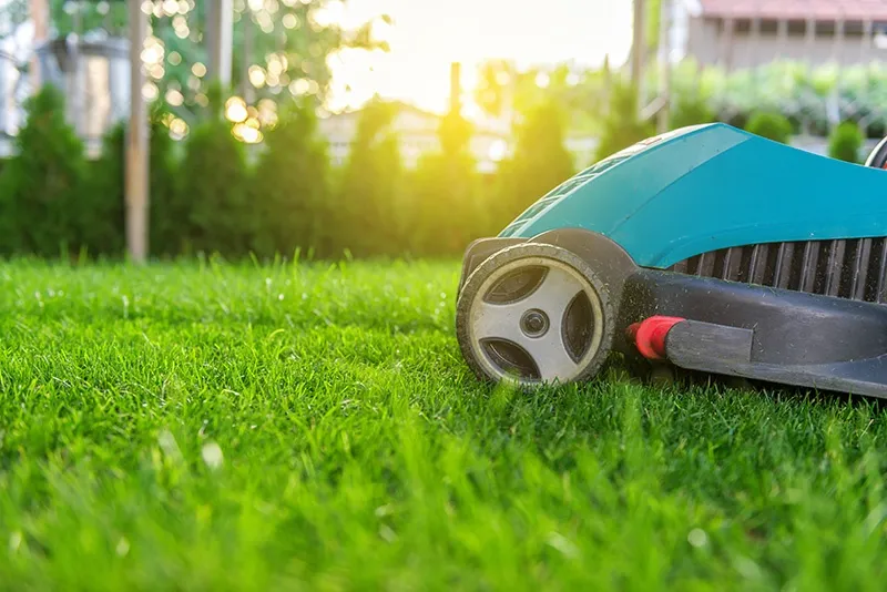 The Importance of Lawn Care in Pest Prevention